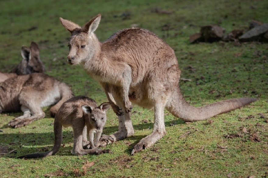 Känguru i Australien